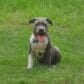 Sonia, Brendan and Jax - Dog Behaviourist & Training - Dogs Love
