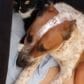Sophie and Kendra - Dog Behaviourist & Training - Dogs Love