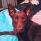 Susan and Pipin - Dog Behaviourist & Training - Dogs Love