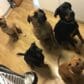 Sophie and Kendra - Dog Behaviourist & Training - Dogs Love