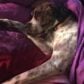 Simone and Bosco - Dog Behaviourist & Training - Dogs Love